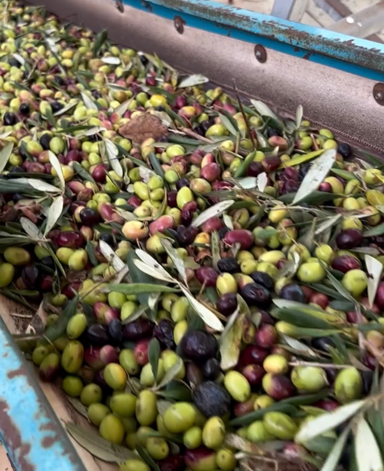 Extra Virgin Olive Oil - l’ORO di Senise 2L